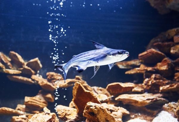 Prevention and treatment of hemorrhagic disease in pangasius