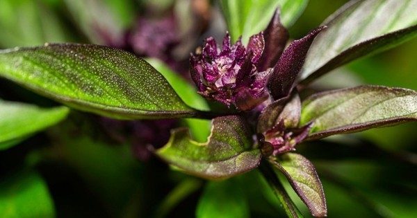 3 Culinary Herbs You Should Grow in the Year of the Horse