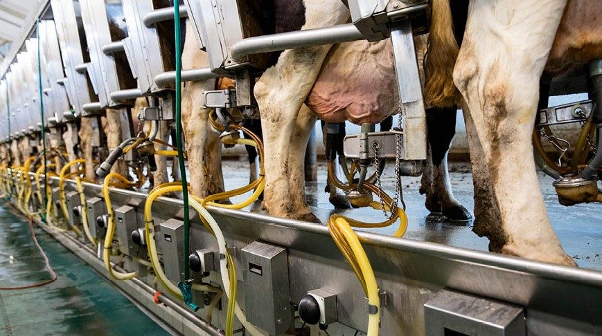 New study: Whole milk does not increase cardiovascular risk