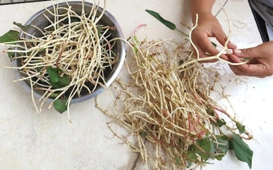 Don’t just eat the leaves: the roots of this plant are prized as “poor man’s ginseng,” and it grows abundantly in rural gardens