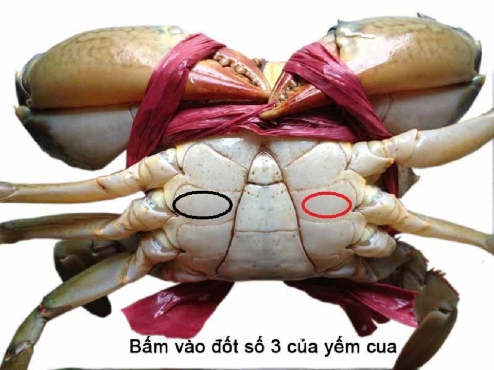 Little-known tips for choosing meaty sea crabs packed with rich, creamy roe