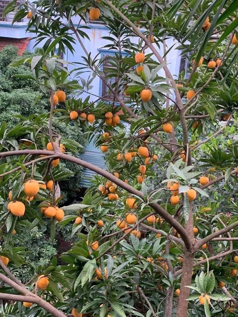 The once-fallen fruit that carpeted backyards is now a specialty: Plant once, harvest for years, great for health