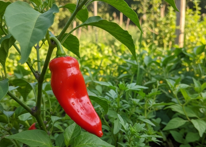 Chili is a familiar seasoning in the meals of many Vietnamese families.