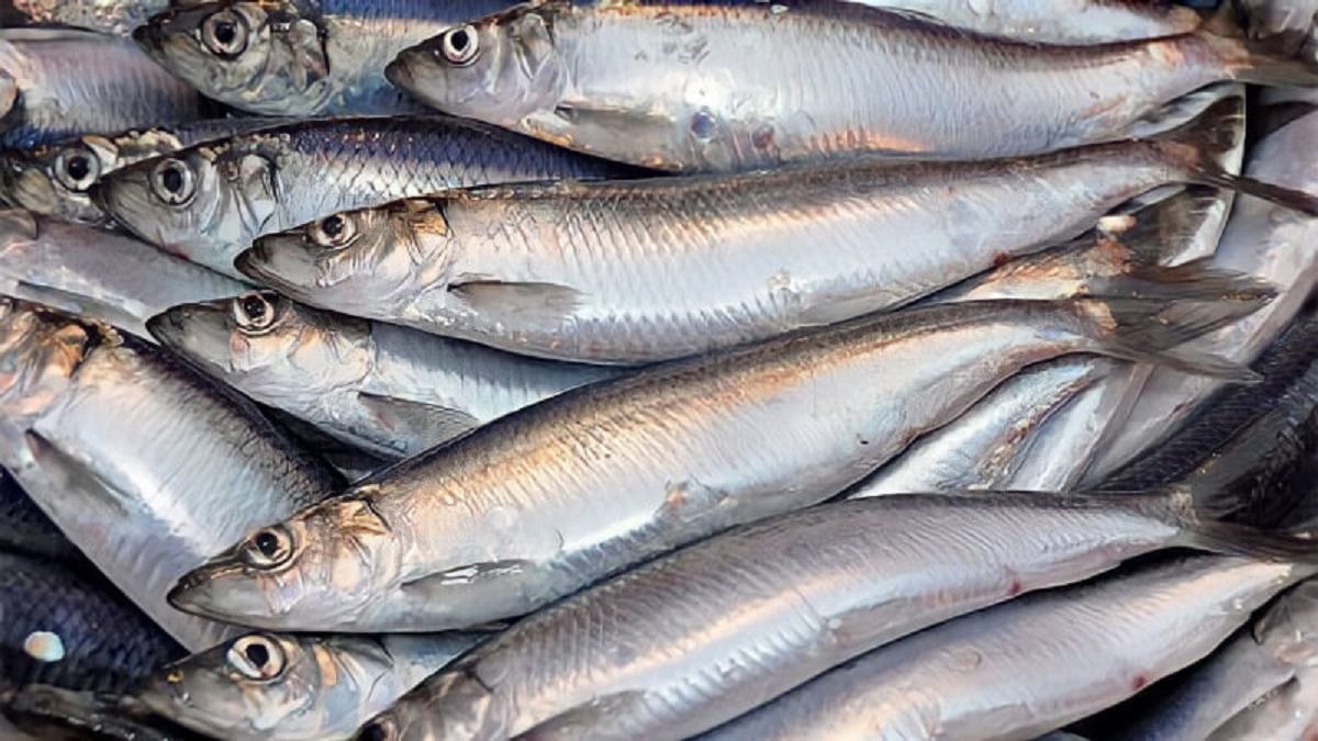 US expert praises the "best fish in the world" — it turns out you can find it at any market in Vietnam