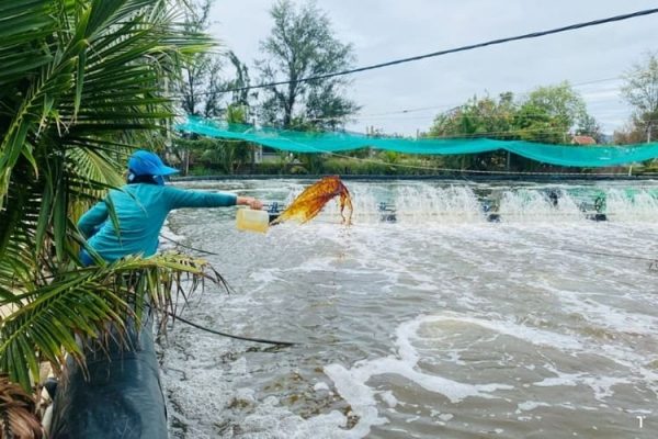 Hot season: Shrimp pond bottom sludge management to minimize toxic gases and diseases