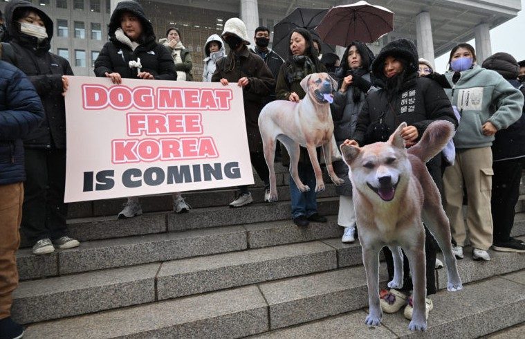 South Korea prepares to phase out the dog meat farming industry
