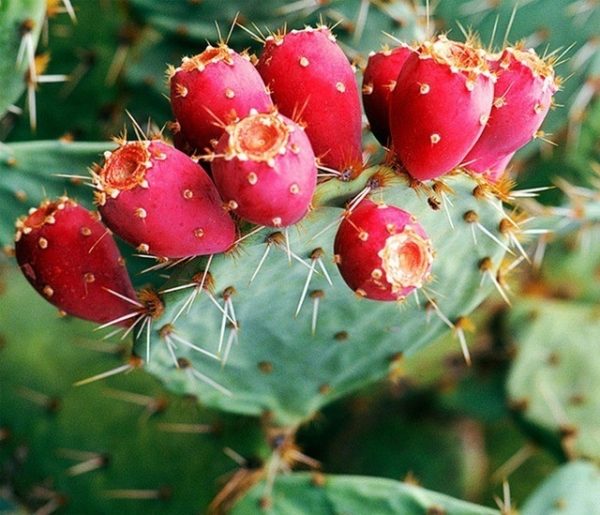 Prickly Pear Fruit: Characteristics, How to Eat, and Precautions