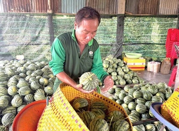 What makes Mo O watermelon so appealing?