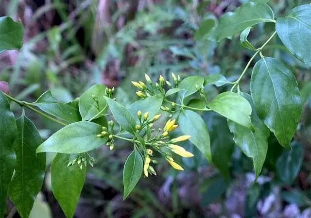 Photo of Gelsemium elegans with characteristic yellow flowers – a plant containing strong toxins, strictly not to be used in any form.