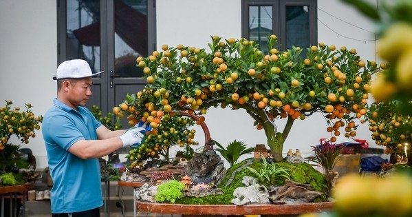 How to choose beautiful, long-lasting ornamental kumquat trees for Tet
