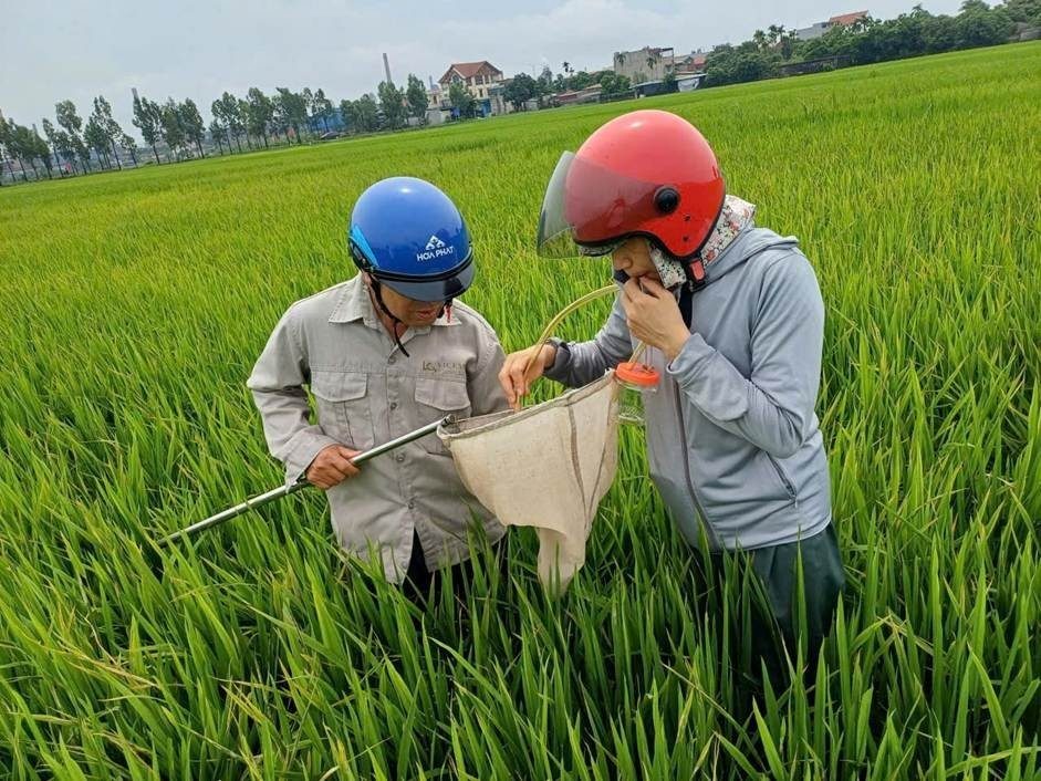 Hai Phong: Proactively issuing a plan to prevent Southern rice black-streaked dwarf disease in the 2026 Mùa rice crop