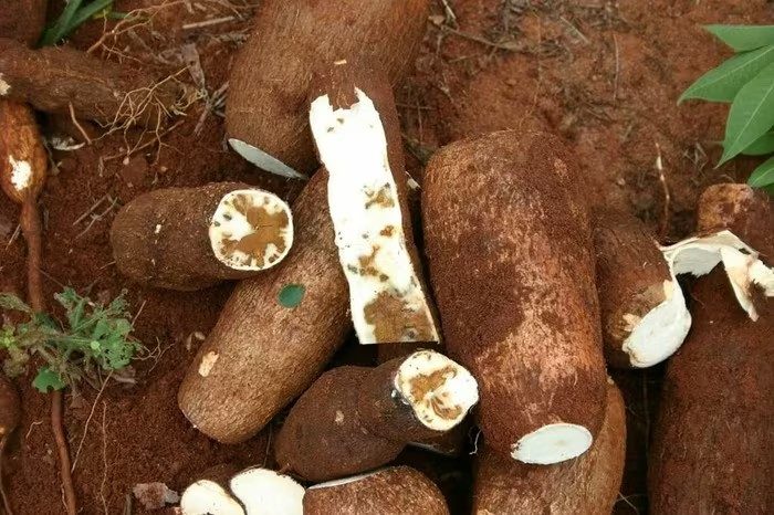 Little known: The familiar cassava can contain natural toxins