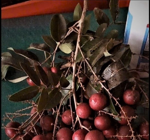 A rare mutant red longan bearing the colors of luck and prosperity grown by a farmer in Vinh Long