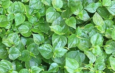 Crab claw herb: Nutrition and its role in liver health