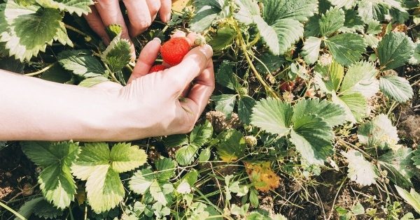 Mastering farming techniques is not enough, "selling experiences" is the key
