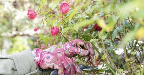 4 plants that never need pruning