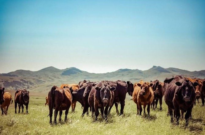 The United States Department of Agriculture announces plan to rebuild the national beef cattle herd